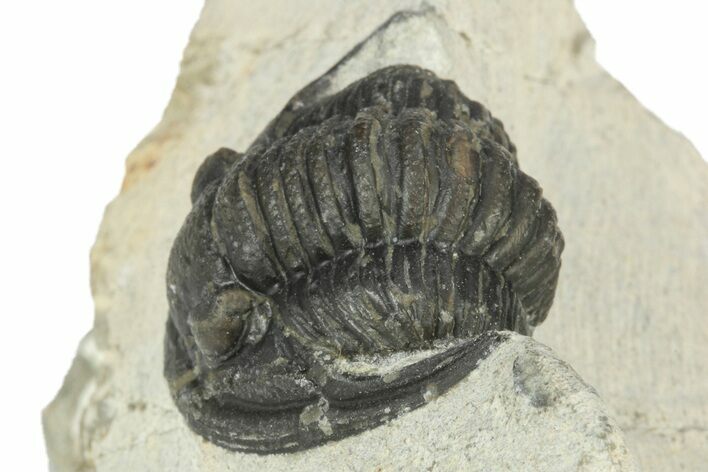 Bargain, Cornuproetus Trilobite Fossil - Morocco #229759